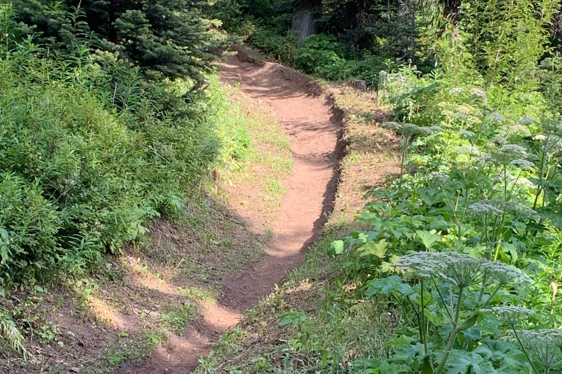 buffed DH trail with the sun shining on it.