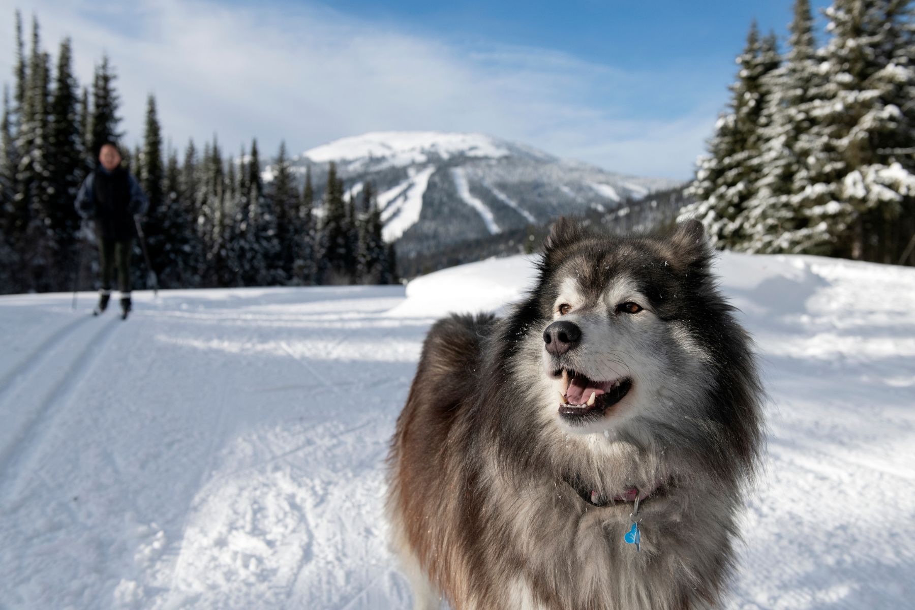 Nordic Skiing Dog Friendly Trails