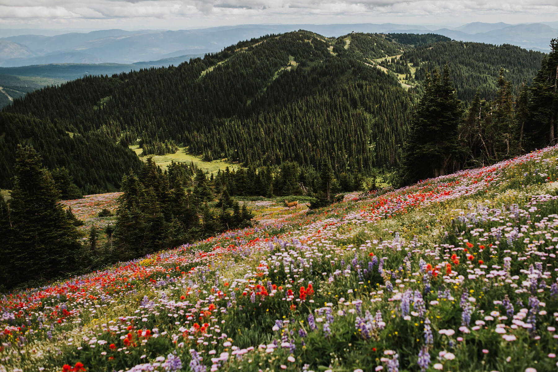 Looking Back: A Summer Alpine Adventure | Sun Peaks Resort