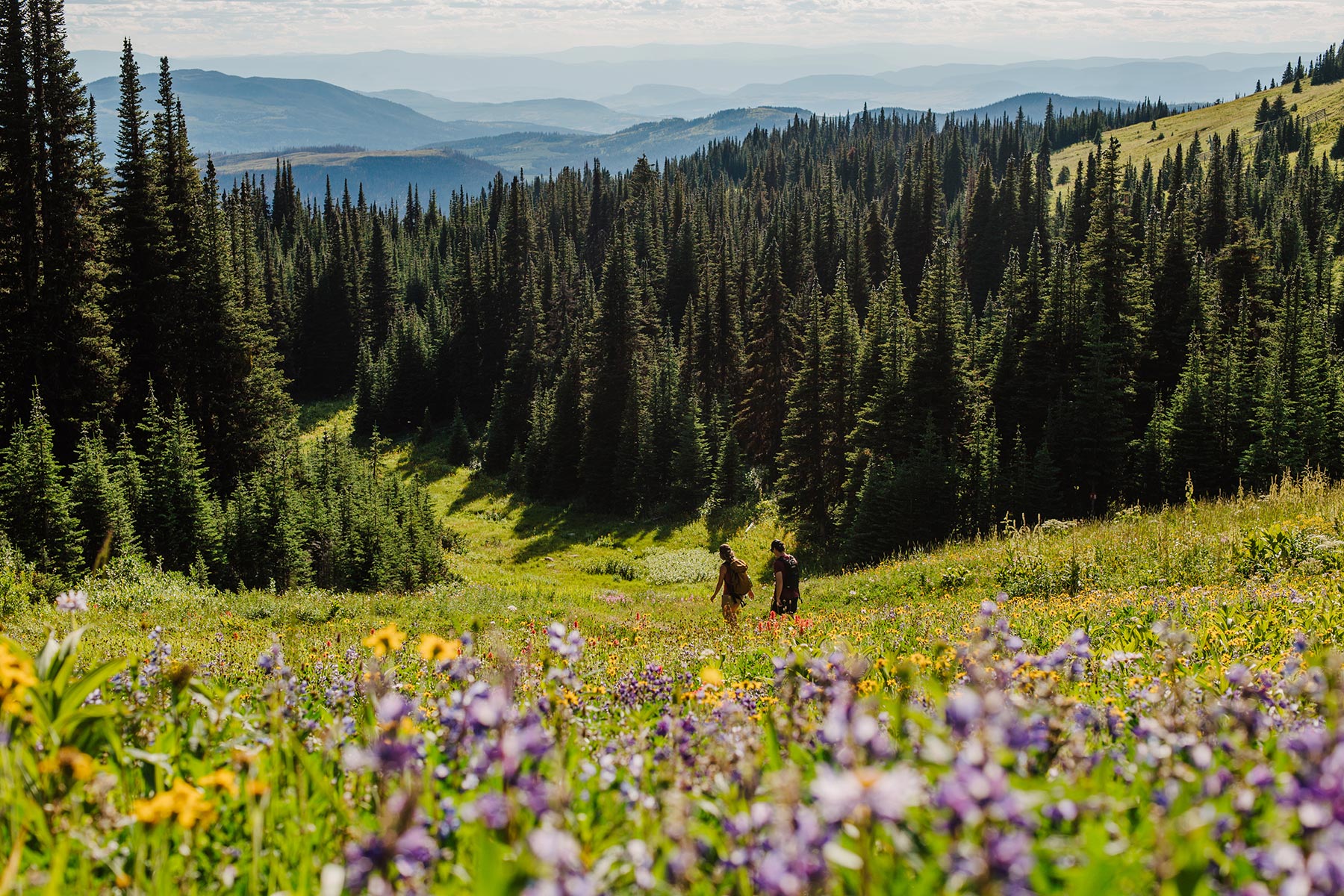 Two hikers amongst the wildflowers at Sun Peaks Resort