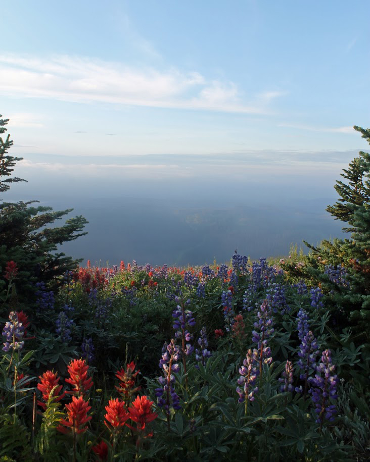 10 Best summer wildflower hikes in the Swiss alps