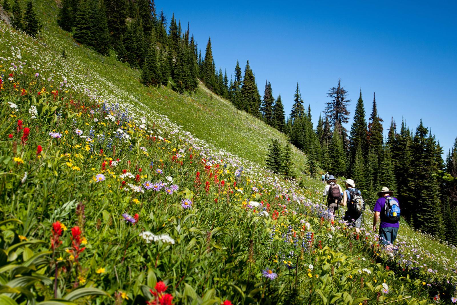 Guided Hiking Tours | Sun Peaks Resort